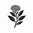 ¿Qué es la Rhodiola Rosea?